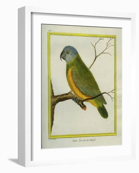 Senegal Parrot-Georges-Louis Buffon-Framed Giclee Print