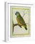 Senegal Parrot-Georges-Louis Buffon-Framed Giclee Print