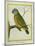 Senegal Parrot-Georges-Louis Buffon-Mounted Giclee Print