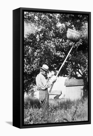 Senior Man Harvests Apples, Ca. 1926-null-Framed Stretched Canvas