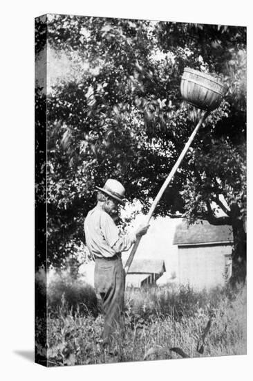 Senior Man Harvests Apples, Ca. 1926-null-Stretched Canvas
