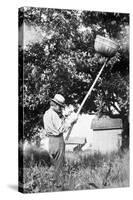 Senior Man Harvests Apples, Ca. 1926-null-Stretched Canvas