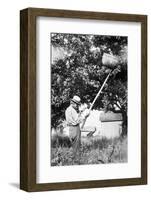 Senior Man Harvests Apples, Ca. 1926-null-Framed Photographic Print