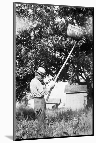 Senior Man Harvests Apples, Ca. 1926-null-Mounted Photographic Print