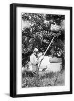 Senior Man Harvests Apples, Ca. 1926-null-Framed Photographic Print