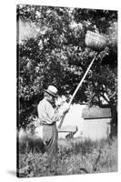 Senior Man Harvests Apples, Ca. 1926-null-Stretched Canvas