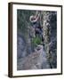 Senior Man Rock Climbing-null-Framed Premium Photographic Print