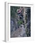 Senior Man Rock Climbing-null-Framed Photographic Print