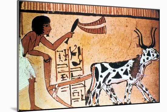 Sennutem Ploughing with Cattle, Ancient Egyptian Tomb Painting, New Kingdom (1550-1069 B)-null-Mounted Giclee Print