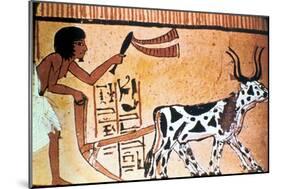 Sennutem Ploughing with Cattle, Ancient Egyptian Tomb Painting, New Kingdom (1550-1069 B)-null-Mounted Giclee Print