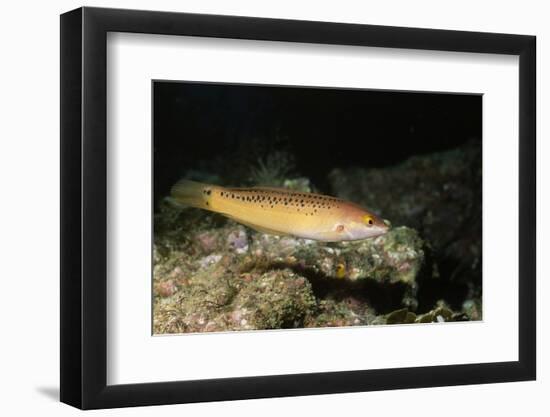 Senorita-Hal Beral-Framed Photographic Print