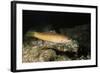 Senorita-Hal Beral-Framed Photographic Print