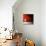 Sensation in Red-Philippe Sainte-Laudy-Stretched Canvas displayed on a wall