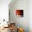 Sensation in Red-Philippe Sainte-Laudy-Mounted Photographic Print displayed on a wall
