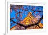 Sensi-Ji Temple in Tokyo at Night, Seen Through Cherry Blossom, Tokyo, Japan, Asia-Martin Child-Framed Photographic Print