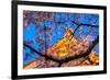 Sensi-Ji Temple in Tokyo at Night, Seen Through Cherry Blossom, Tokyo, Japan, Asia-Martin Child-Framed Photographic Print