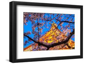 Sensi-Ji Temple in Tokyo at Night, Seen Through Cherry Blossom, Tokyo, Japan, Asia-Martin Child-Framed Photographic Print