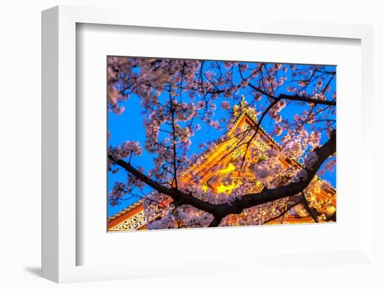 Sensi-Ji Temple in Tokyo at Night, Seen Through Cherry Blossom, Tokyo, Japan, Asia-Martin Child-Framed Photographic Print