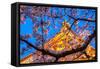 Sensi-Ji Temple in Tokyo at Night, Seen Through Cherry Blossom, Tokyo, Japan, Asia-Martin Child-Framed Stretched Canvas