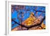 Sensi-Ji Temple in Tokyo at Night, Seen Through Cherry Blossom, Tokyo, Japan, Asia-Martin Child-Framed Photographic Print