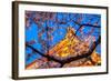 Sensi-Ji Temple in Tokyo at Night, Seen Through Cherry Blossom, Tokyo, Japan, Asia-Martin Child-Framed Photographic Print