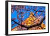 Sensi-Ji Temple in Tokyo at Night, Seen Through Cherry Blossom, Tokyo, Japan, Asia-Martin Child-Framed Photographic Print