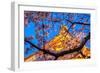 Sensi-Ji Temple in Tokyo at Night, Seen Through Cherry Blossom, Tokyo, Japan, Asia-Martin Child-Framed Photographic Print