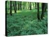 Sensitive Ferns and Silver Maples, Floodplain Forest, Upper Merrimack River, New Hampshire, USA-Jerry & Marcy Monkman-Stretched Canvas