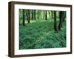 Sensitive Ferns and Silver Maples, Floodplain Forest, Upper Merrimack River, New Hampshire, USA-Jerry & Marcy Monkman-Framed Premium Photographic Print