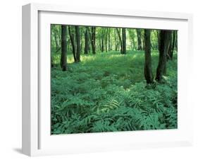 Sensitive Ferns and Silver Maples, Floodplain Forest, Upper Merrimack River, New Hampshire, USA-Jerry & Marcy Monkman-Framed Premium Photographic Print