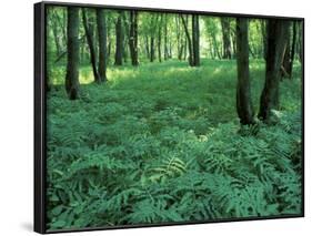 Sensitive Ferns and Silver Maples, Floodplain Forest, Upper Merrimack River, New Hampshire, USA-Jerry & Marcy Monkman-Framed Photographic Print