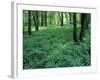 Sensitive Ferns and Silver Maples, Floodplain Forest, Upper Merrimack River, New Hampshire, USA-Jerry & Marcy Monkman-Framed Photographic Print