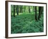 Sensitive Ferns and Silver Maples, Floodplain Forest, Upper Merrimack River, New Hampshire, USA-Jerry & Marcy Monkman-Framed Photographic Print