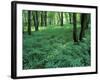 Sensitive Ferns and Silver Maples, Floodplain Forest, Upper Merrimack River, New Hampshire, USA-Jerry & Marcy Monkman-Framed Photographic Print