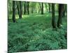 Sensitive Ferns and Silver Maples, Floodplain Forest, Upper Merrimack River, New Hampshire, USA-Jerry & Marcy Monkman-Mounted Photographic Print