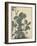 Sensitive Plant, Olive Sparrow-Imao Keinen-Framed Giclee Print