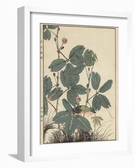 Sensitive Plant, Olive Sparrow-Imao Keinen-Framed Giclee Print