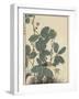 Sensitive Plant, Olive Sparrow-Imao Keinen-Framed Giclee Print