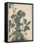 Sensitive Plant, Olive Sparrow-Imao Keinen-Framed Stretched Canvas