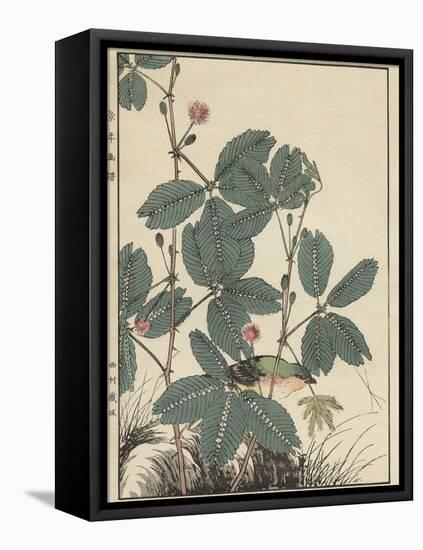 Sensitive Plant, Olive Sparrow-Imao Keinen-Framed Stretched Canvas