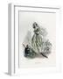 Sensitive Plant-JJ Grandville-Framed Art Print