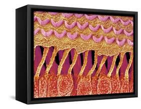 Sensory hair of inner ear (rat)-Micro Discovery-Framed Stretched Canvas