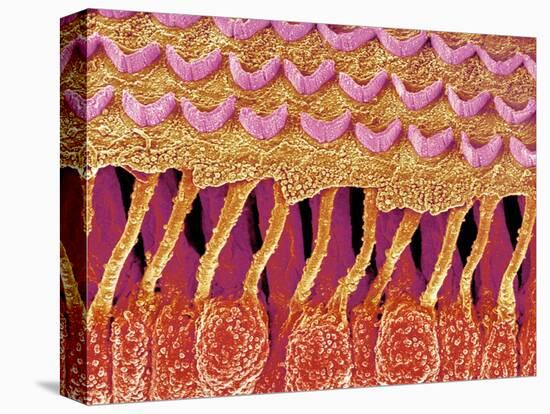 Sensory hair of inner ear (rat)-Micro Discovery-Stretched Canvas