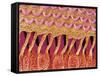 Sensory hair of inner ear (rat)-Micro Discovery-Framed Stretched Canvas