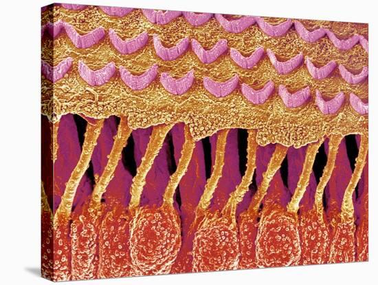 Sensory hair of inner ear (rat)-Micro Discovery-Stretched Canvas