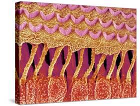 Sensory hair of inner ear (rat)-Micro Discovery-Stretched Canvas