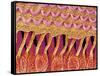 Sensory hair of inner ear (rat)-Micro Discovery-Framed Stretched Canvas