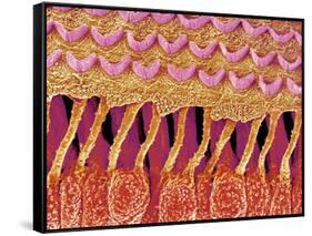 Sensory hair of inner ear (rat)-Micro Discovery-Framed Stretched Canvas