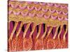 Sensory hair of inner ear (rat)-Micro Discovery-Stretched Canvas