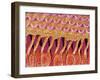 Sensory hair of inner ear (rat)-Micro Discovery-Framed Premium Photographic Print